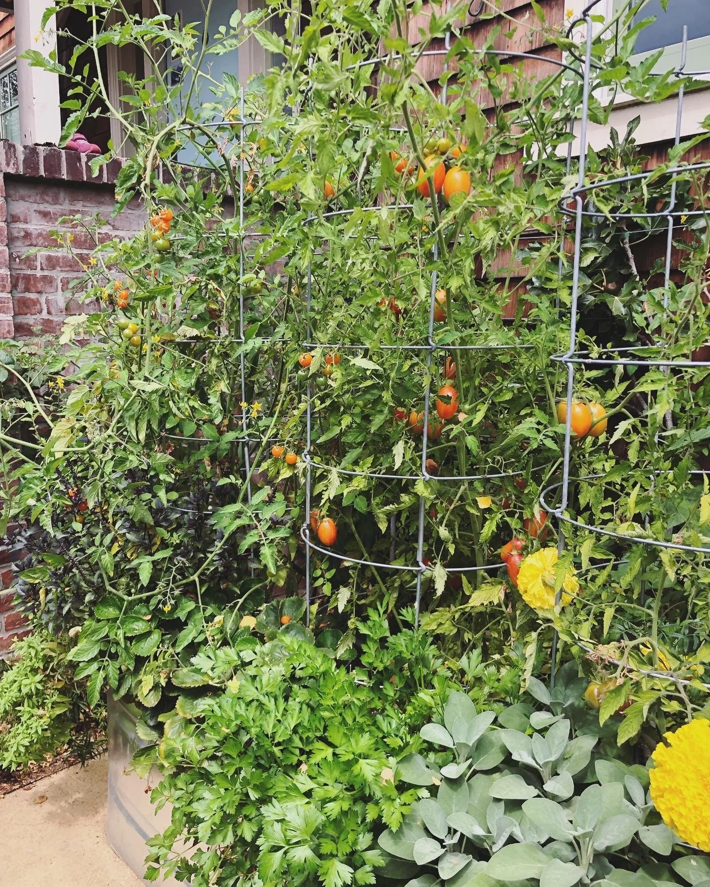 Tomatoes and herbs growing in container — kitchen garden