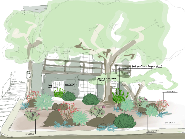 Hand-drawn garden design plan with tree and planting layout
