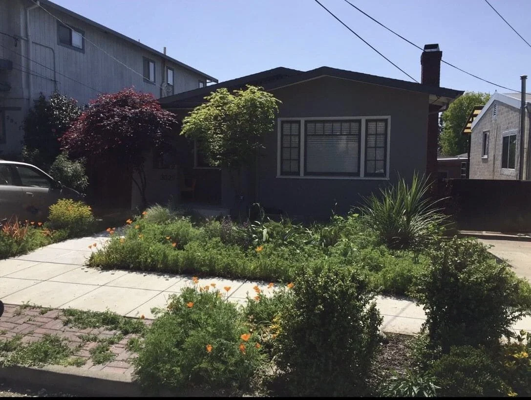 Ornamental front garden with California poppies, Cole Valley