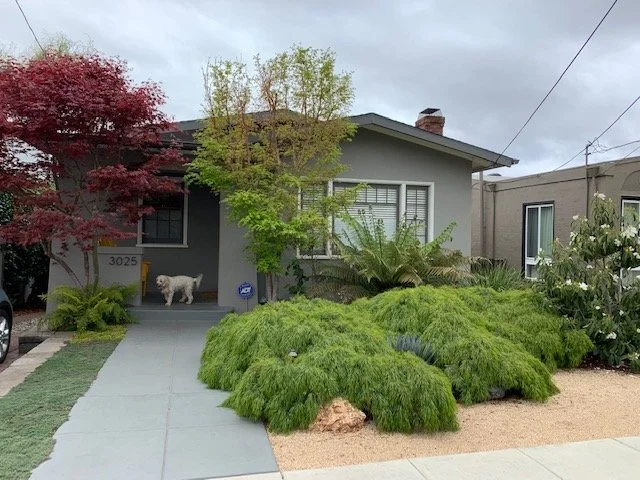 Established front garden with ornamental trees and mounding plants
