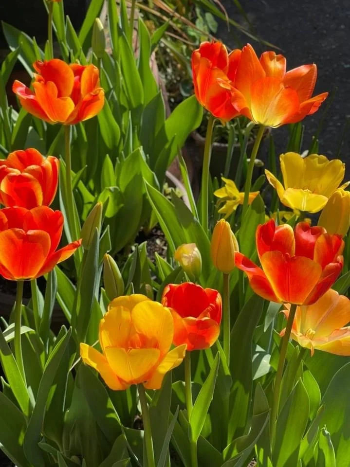 Hands carefully pruning mixed perennial beds