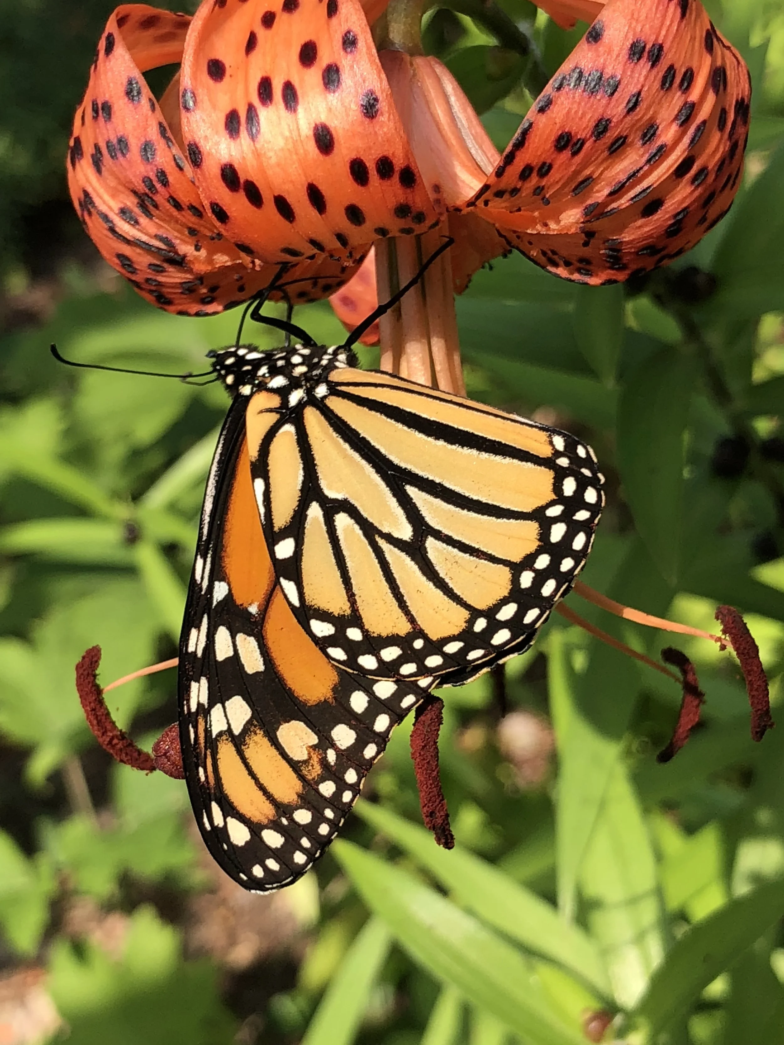 Monarch butterfly on tiger lily — wildlife-friendly garden