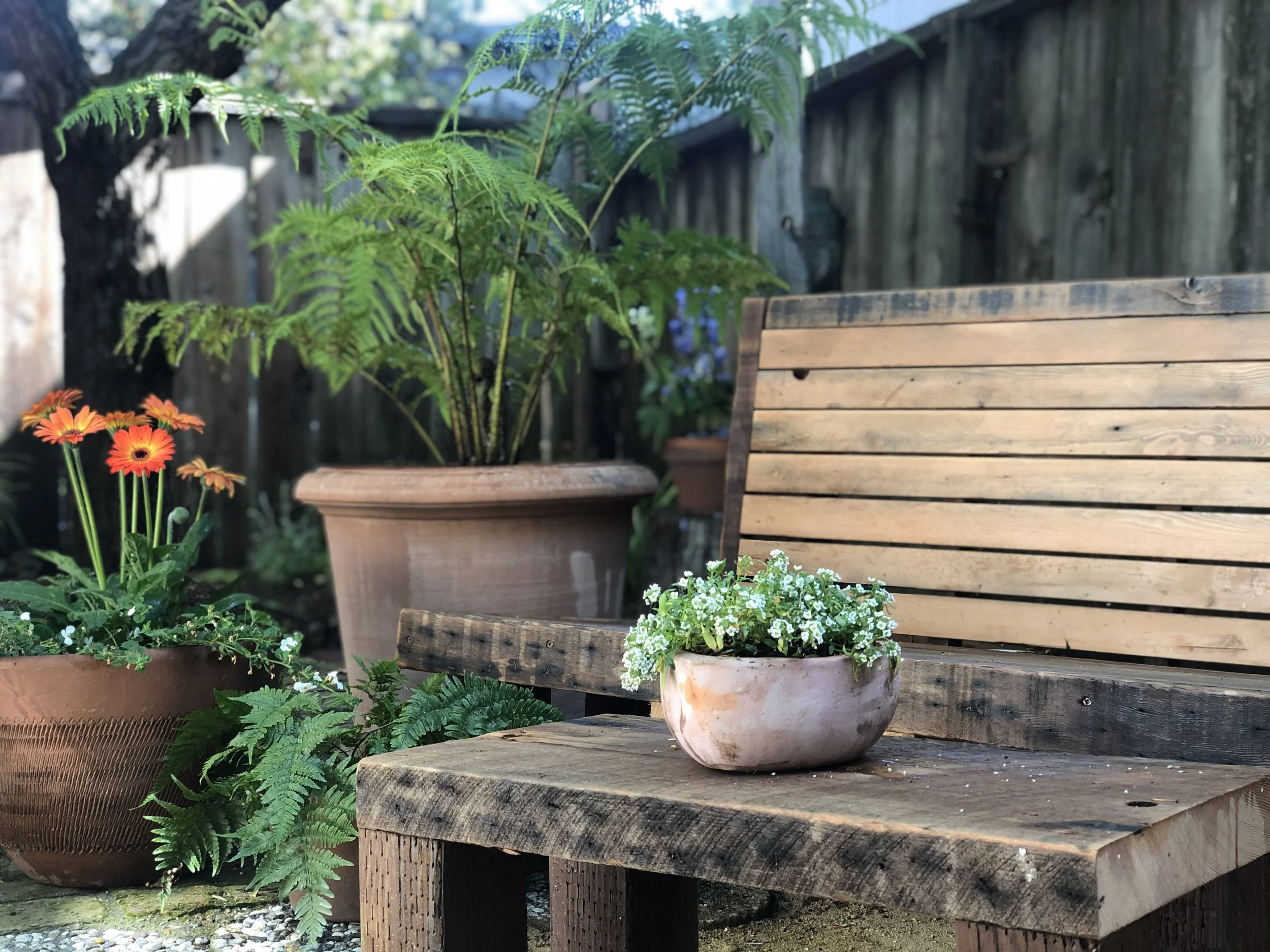 Drought-adapted planting bed — Berkeley Hills