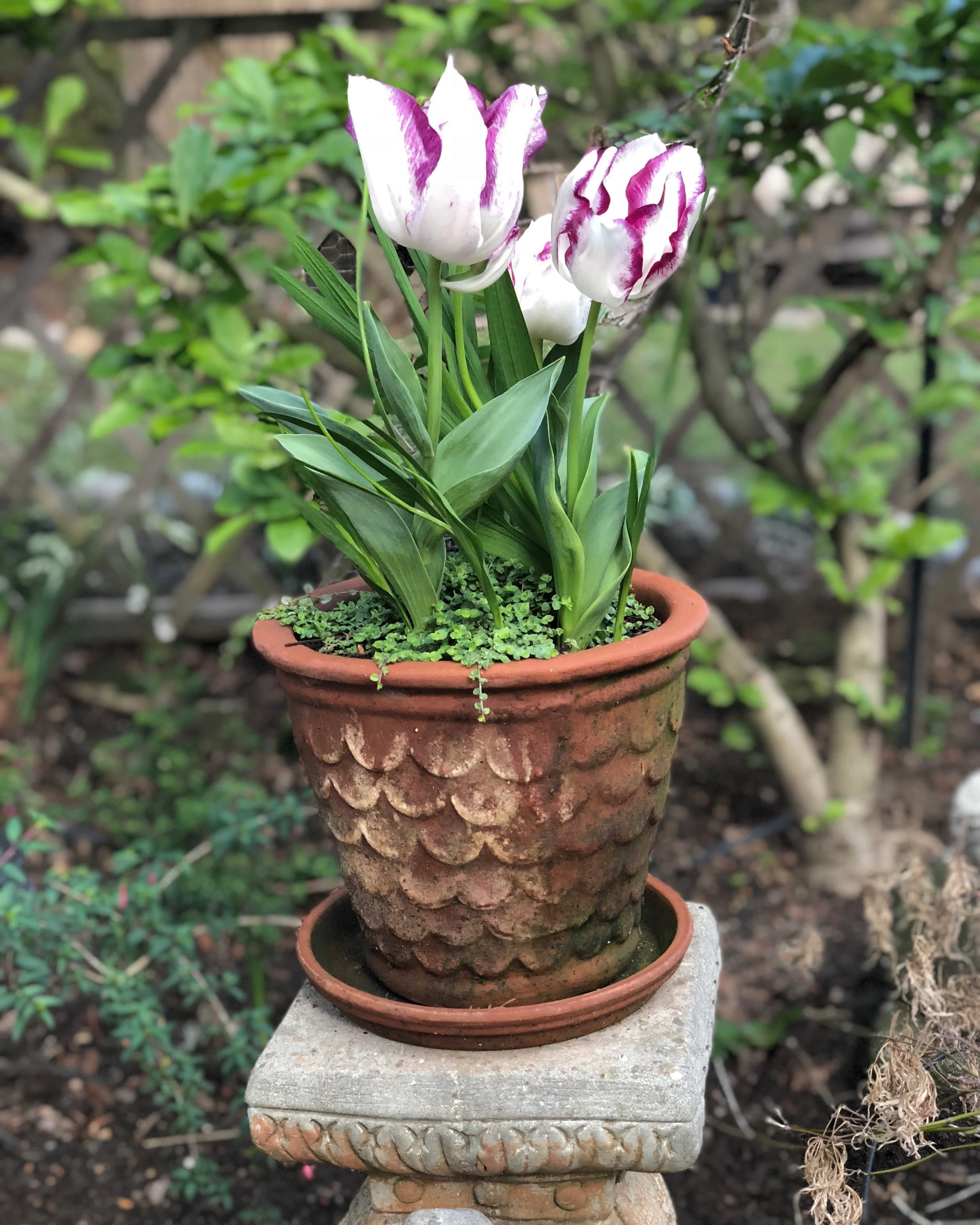A Small Memorial — garden detail