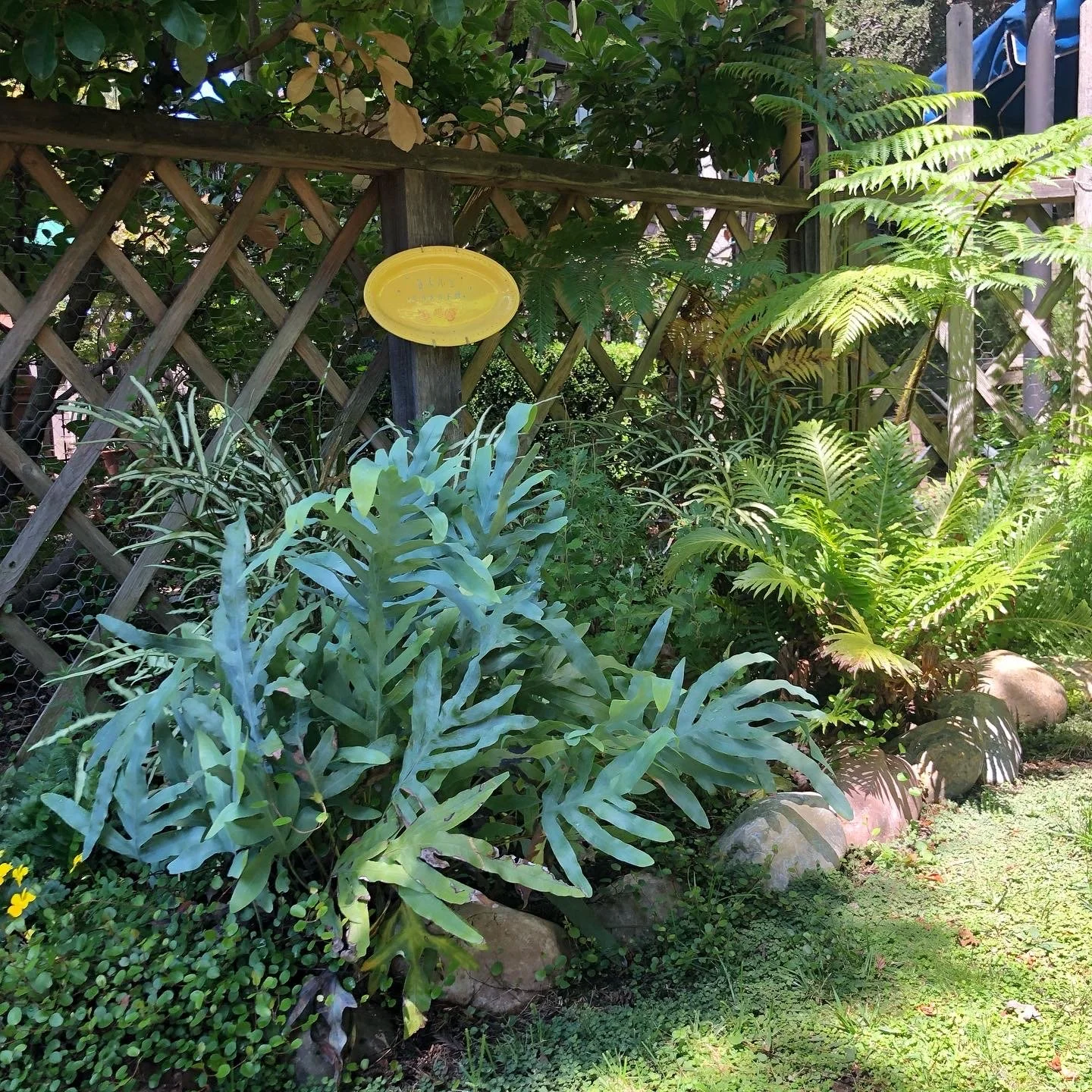 Front garden with wildflowers, Bernal Heights